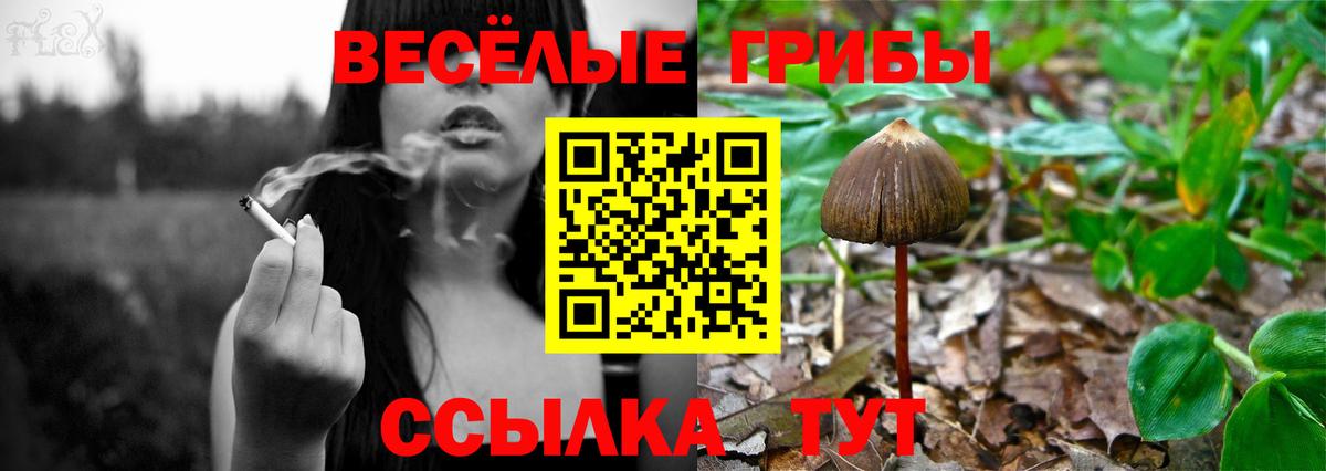 Киров  Псилоцибиновые грибы Cubensis  Вход с VPN 